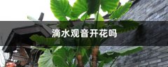 滴水观音开花吗