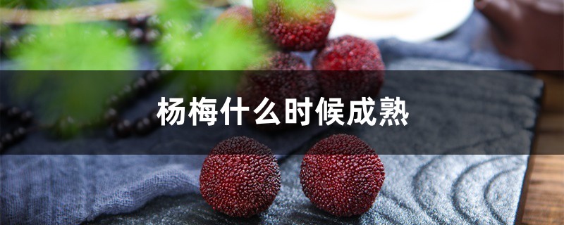 杨梅什么时候成熟 杨梅什么时候成熟