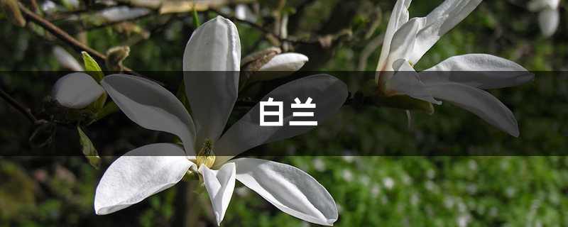 家里的白兰天天开花,摘都摘不完,邻居都来抢着买! 家里的白兰天天开花,摘都摘不完,邻居都来抢着买!