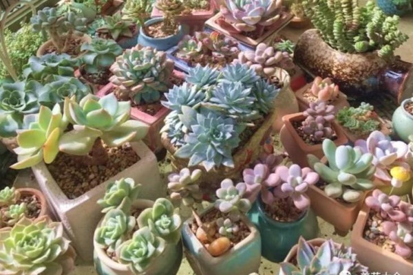 5块钱的花,1个月爆满小阳台,给100万也不卖! 5块钱的花,1个月爆满小阳台,给100万也不卖!