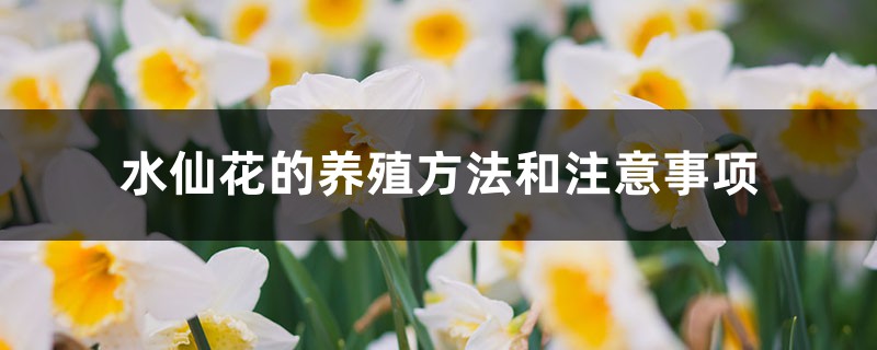 水仙花的养殖方法和注意事项 水仙花的养殖方法和注意事项