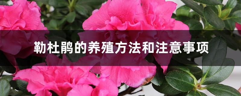 勒杜鹃的养殖方法和注意事项 勒杜鹃的养殖方法和注意事项