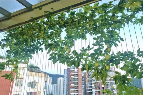 爬藤开花还结果,夏天种1棵,小阳台变百果园! 爬藤开花还结果,夏天种1棵,小阳台变百果园!