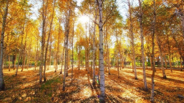 白桦的养殖方法和注意事项 白桦的养殖方法和注意事项