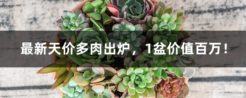 最新天价多肉出炉,1盆价值百万! 最新天价多肉出炉,1盆价值百万!