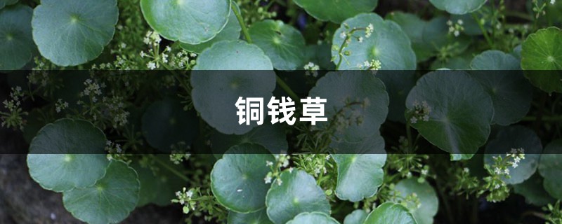 绿萝铜钱草…叶子比8个硬币还大,咋养的? 绿萝铜钱草…叶子比8个硬币还大,咋养的?