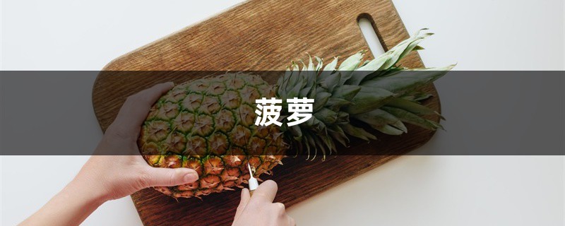 奶奶用1个吃剩的菠萝头,竟种出了3个大菠萝,邻居都羡慕死了! 奶奶用1个吃剩的菠萝头,竟种出了3个大菠萝,邻居都羡慕死了!