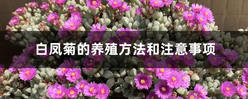 白凤菊的养殖方法和注意事项 白凤菊的养殖方法和注意事项