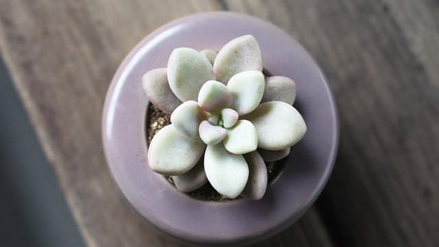 艾伦的养殖方法和注意事项 艾伦的养殖方法和注意事项