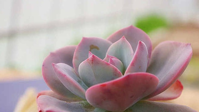 白凤的养殖方法和注意事项 白凤的养殖方法和注意事项