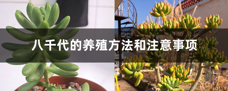 八千代的养殖方法和注意事项 八千代的养殖方法和注意事项