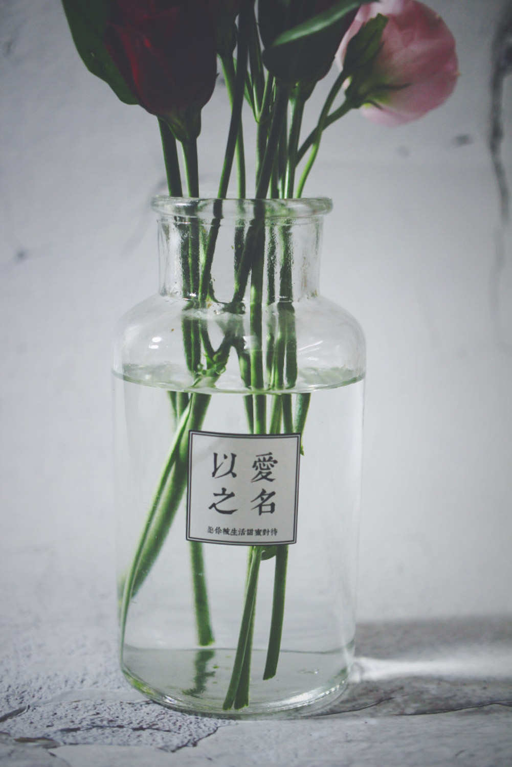 月季 月季
