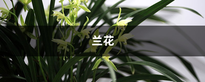 兰花品种这么多,你却只养过1种?简直亏大了! 兰花品种这么多,你却只养过1种?简直亏大了!