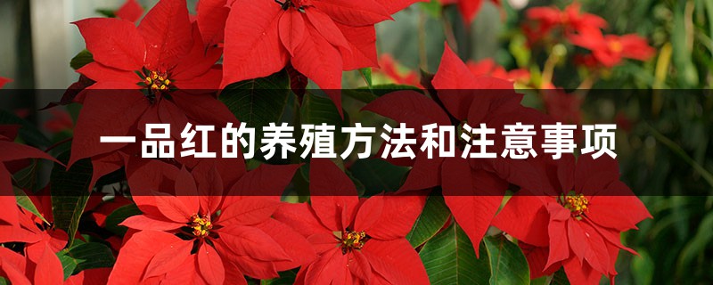 一品红的养殖方法和注意事项 一品红的养殖方法和注意事项
