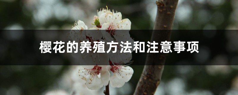 樱花的养殖方法和注意事项 樱花的养殖方法和注意事项
