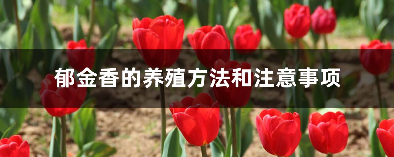 郁金香的养殖方法和注意事项 郁金香的养殖方法和注意事项