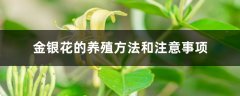 金银花的养殖方法和注意事项