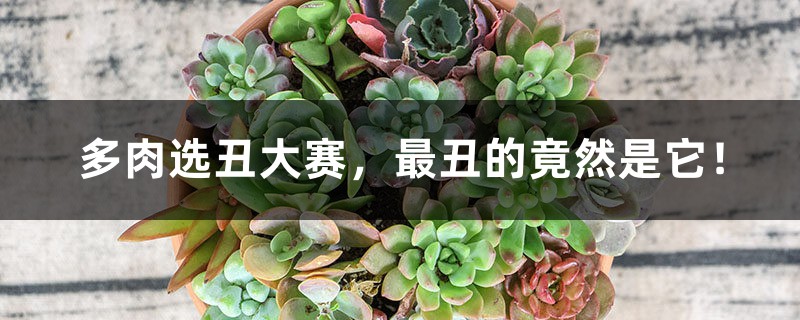 多肉选丑大赛,最丑的竟然是它! 多肉选丑大赛,最丑的竟然是它!