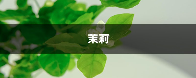 只学1招，茉莉三角梅···365天开花，次次开满枝！