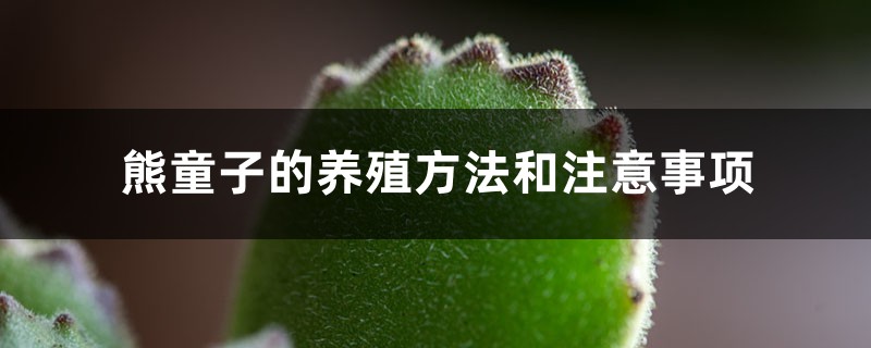 熊童子的养殖方法和注意事项 熊童子的养殖方法和注意事项