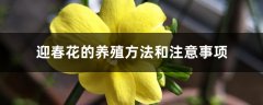 迎春花的养殖方法和注意事项