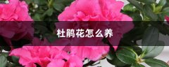 杜鹃花怎么养