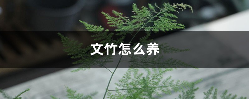 文竹怎么养 文竹怎么养