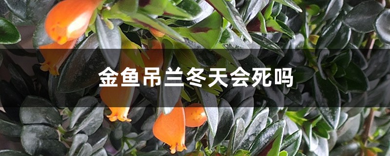 金鱼吊兰冬天会死吗 金鱼吊兰冬天会死吗