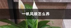 一帆风顺怎么养