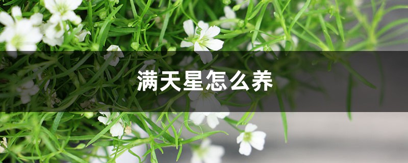 满天星怎么养 满天星怎么养