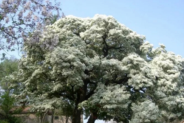 五月竟能下雪?家里养上这种花,立马拥有白色花海! 五月竟能下雪?家里养上这种花,立马拥有白色花海!