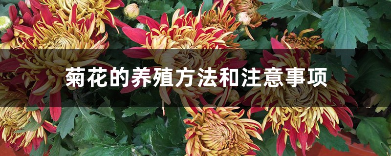菊花的养殖方法和注意事项 菊花的养殖方法和注意事项