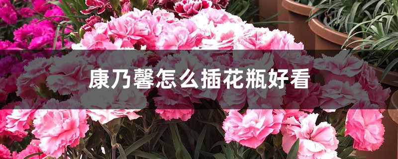 康乃馨怎么插花瓶好看 康乃馨怎么插花瓶好看
