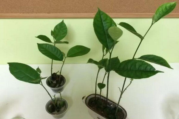 路边落的种子捡回家,泡一泡丢盆里,竟然长成了小森林! 路边落的种子捡回家,泡一泡丢盆里,竟然长成了小森林!