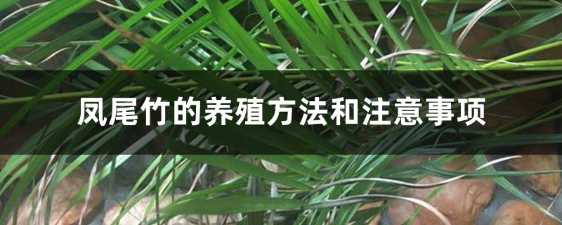 凤尾竹的养殖方法和注意事项 凤尾竹的养殖方法和注意事项