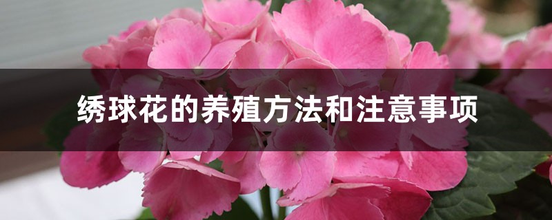 绣球花的养殖方法和注意事项 绣球花的养殖方法和注意事项