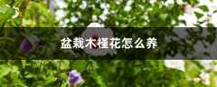 盆栽木槿花怎么养