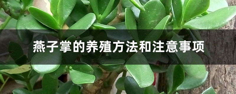 燕子掌的养殖方法和注意事项