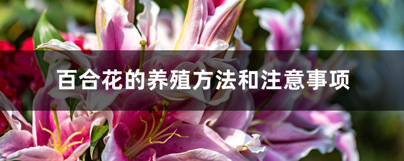 百合花的养殖方法和注意事项