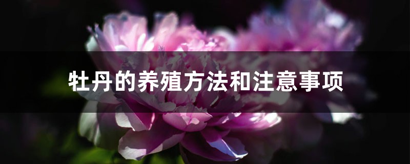 牡丹的养殖方法和注意事项 牡丹的养殖方法和注意事项