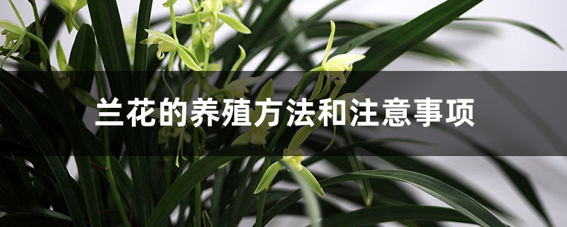 兰花的养殖方法和注意事项 兰花的养殖方法和注意事项