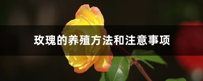 玫瑰的养殖方法和注意事项 玫瑰的养殖方法和注意事项