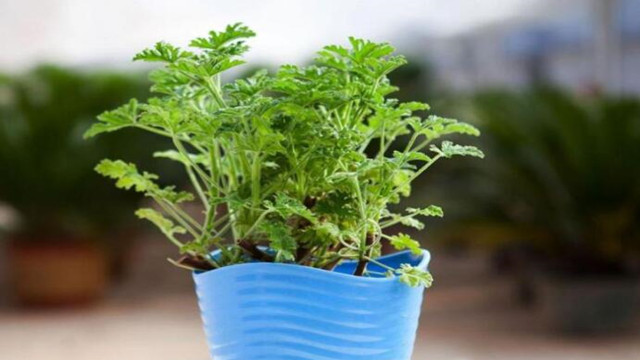 1盆花顶10瓶花露水!好养易爆盆,蚊虫见了绕道走! 1盆花顶10瓶花露水!好养易爆盆,蚊虫见了绕道走!