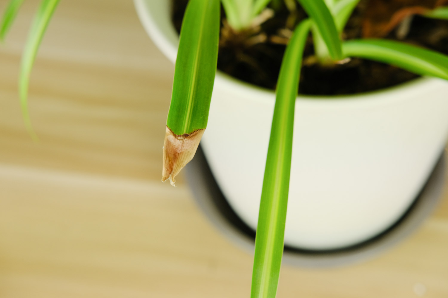 吊兰 吊兰