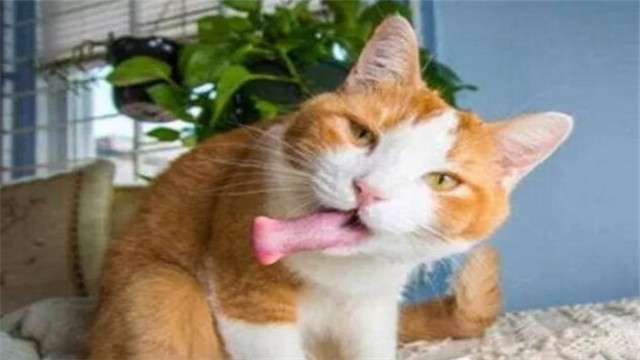 家里养猫的,千万别种这种花,小心猫“疯了”! 家里养猫的,千万别种这种花,小心猫“疯了”!
