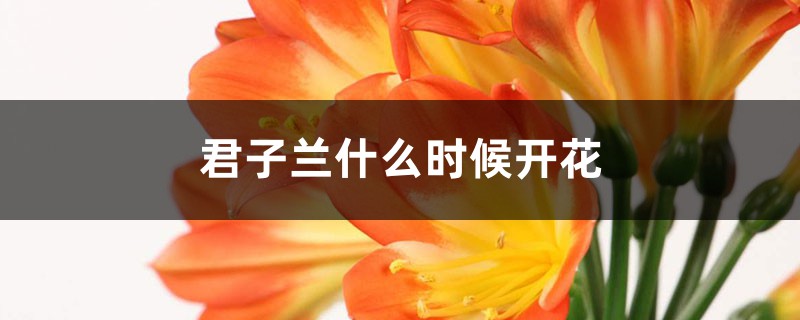 君子兰什么时候开花