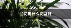 兰花用什么花盆好