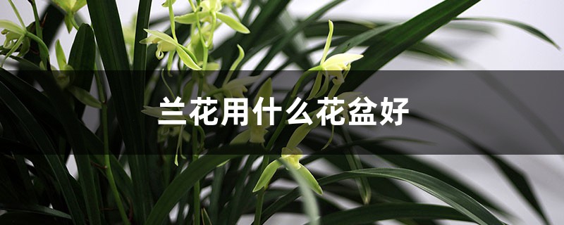 兰花用什么花盆好 兰花用什么花盆好