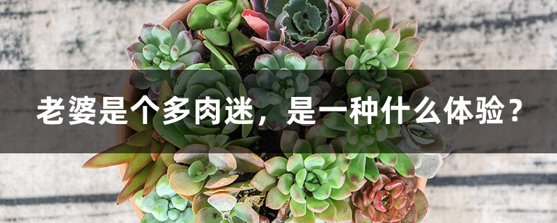 老婆是个多肉迷,是一种什么体验? 老婆是个多肉迷,是一种什么体验?