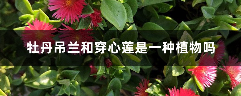 牡丹吊兰和穿心莲是一种植物吗 牡丹吊兰和穿心莲是一种植物吗